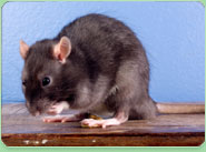 rat control Runcorn